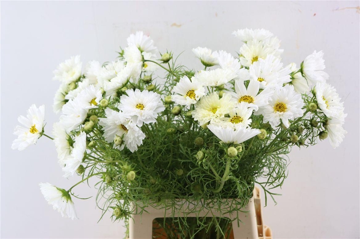 <h4>Cosmos Bip Overig Bio</h4>