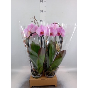 Phalaenopsis 'Elegant Cascade'