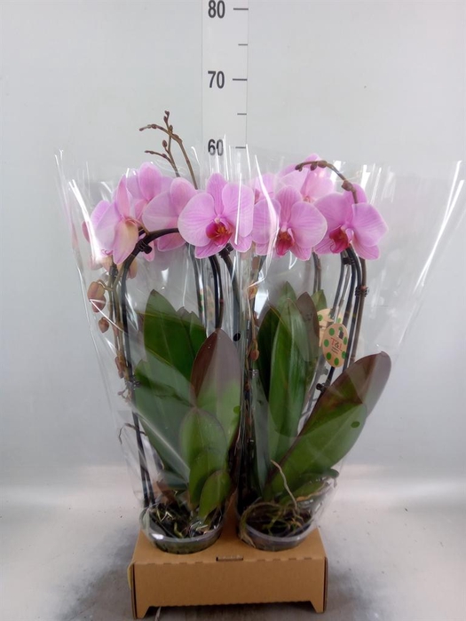 <h4>Phalaenopsis 'Elegant Cascade'</h4>