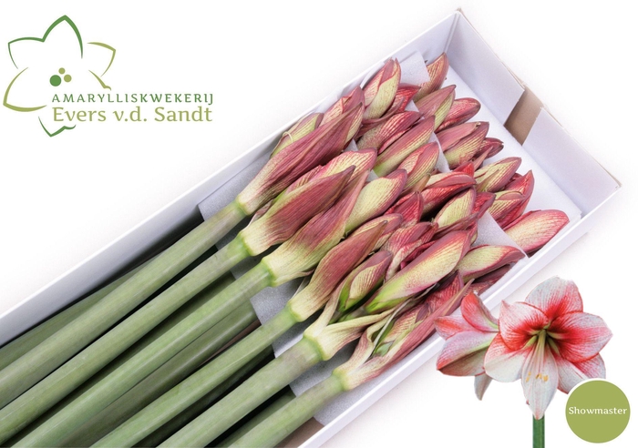 <h4>HIPP GA SHOWMASTER</h4>