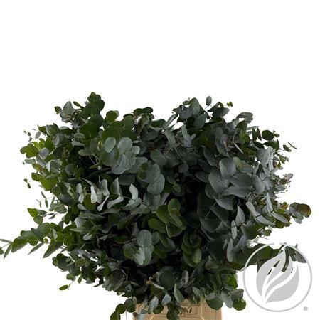 <h4>EUCA CINEREA 300GR ZUID AFRIKA AIR</h4>