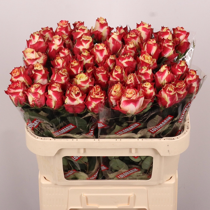 <h4>R GR CHAPEAU</h4>