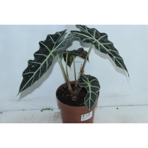 ALOCASIA POLLY P17