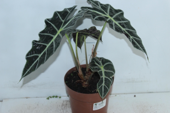 <h4>ALOCASIA POLLY P17</h4>