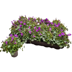 CAMP POR BLU GET MEE