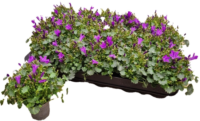 <h4>CAMP POR BLU GET MEE</h4>