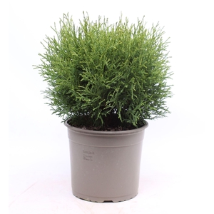 Thuja Tiny Tim