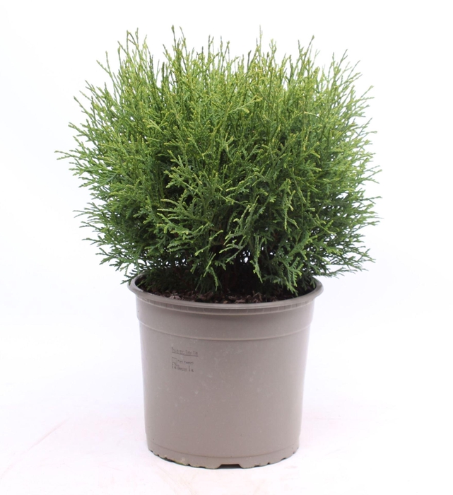 <h4>Thuja Tiny Tim</h4>