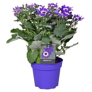 Senetti violet bicolor (Pericallis Cruentus)