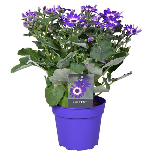 <h4>Senetti violet bicolor (Pericallis Cruentus)</h4>