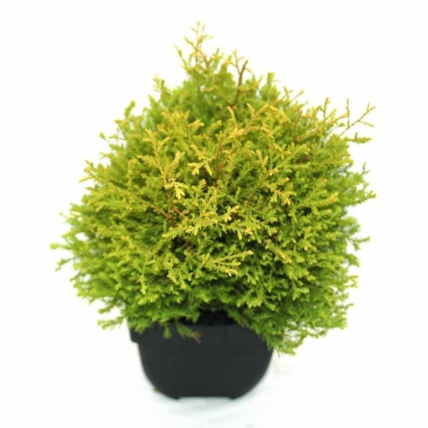 <h4>Thuja occidentalis 'Rheingold' P17</h4>