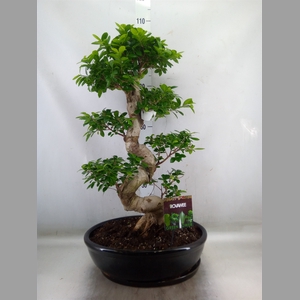 Ficus microcarpa 'Ginseng'