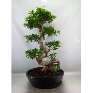 Ficus microcarpa 'Ginseng'