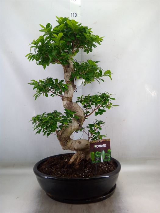 <h4>Ficus microcarpa 'Ginseng'</h4>