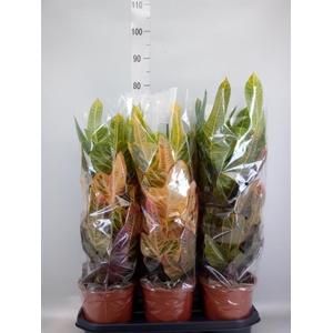 Codiaeum var. GR 'Excellent'