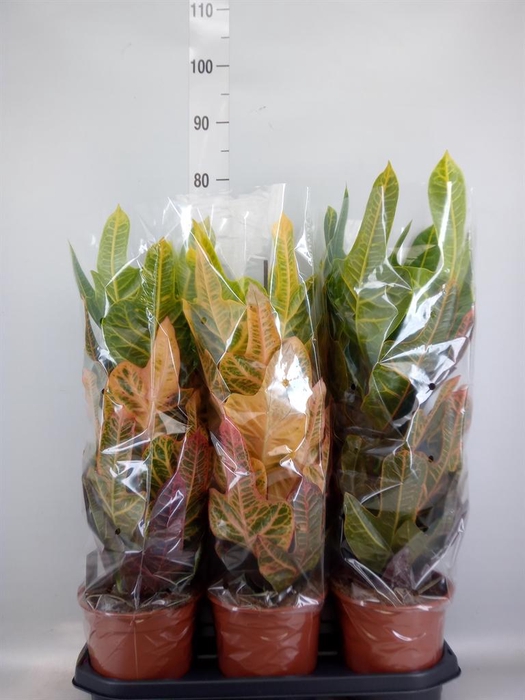 <h4>Codiaeum var. GR 'Excellent'</h4>