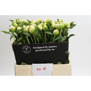 Paeonia Princess Bride