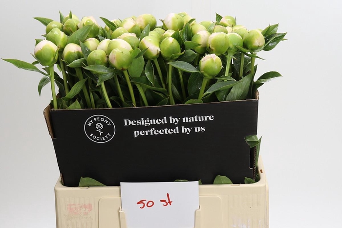 Paeonia Princess Bride