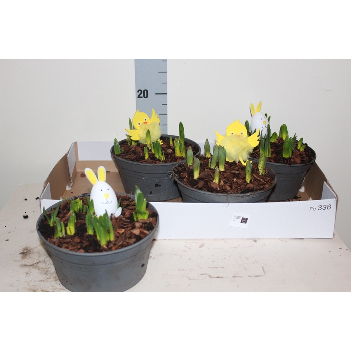 <h4>ARR BOL KNOLGEWAS</h4>