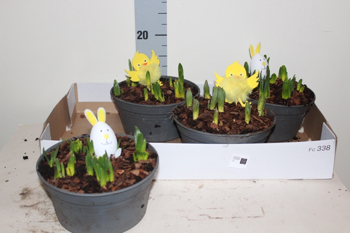 <h4>ARR BOL KNOLGEWAS</h4>