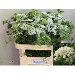 AMMI VIS CASABLANCA