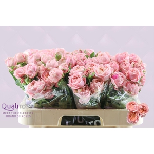 ROSA TR JULIETTA