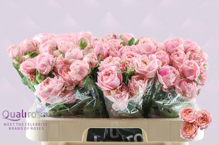 <h4>Rosa TR 'Julietta'</h4>