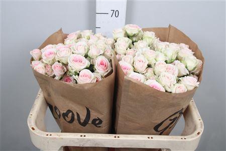 <h4>R Tr Good Moods</h4>