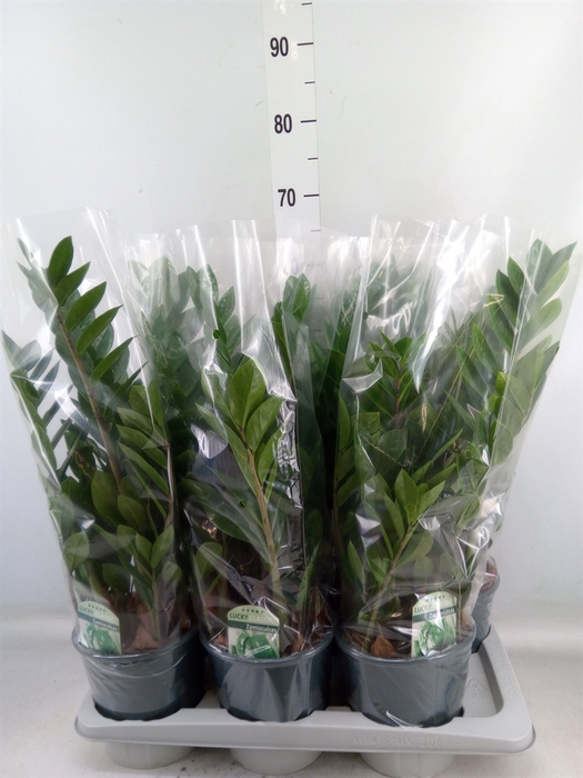 <h4>Zamioculcas zamiifolia</h4>