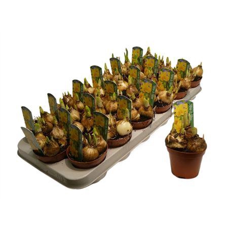 <h4>Narcis Tete A Tete</h4>