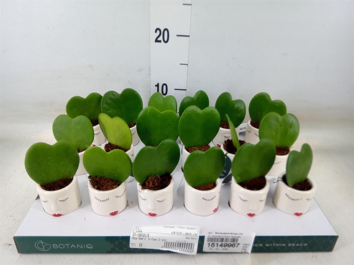 <h4>Arr. Kamerplant Groen L%</h4>