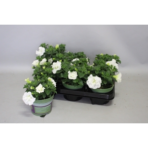 Petunia Double White