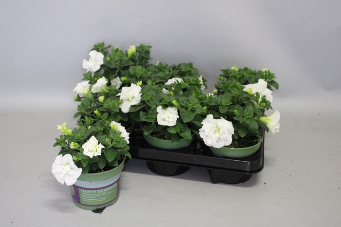 <h4>Petunia Double White</h4>