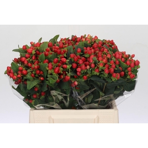 Hypericum Magical Triumph