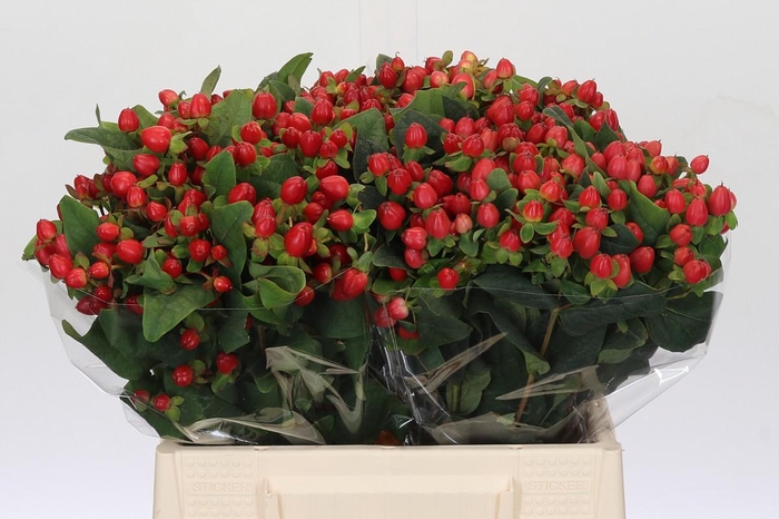 <h4>Hypericum Magical Triumph</h4>