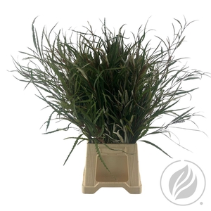 Grevillea Naturel