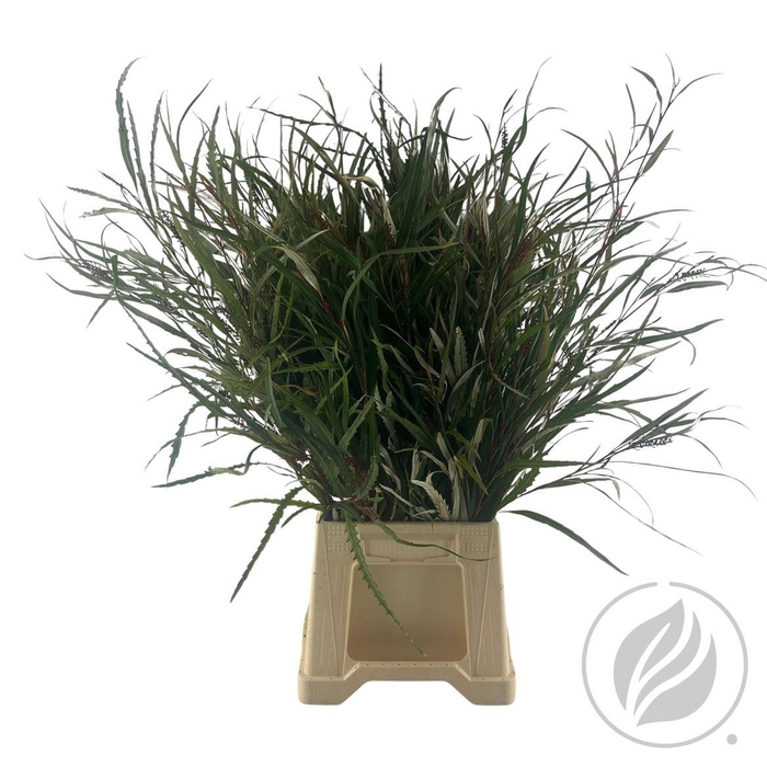 <h4>Grevillea Naturel</h4>