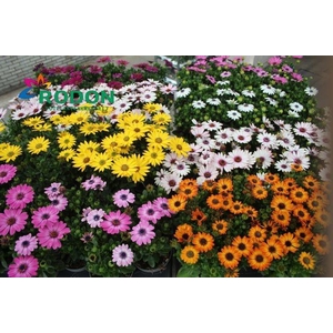 OSTEO SENORITAS MIXK