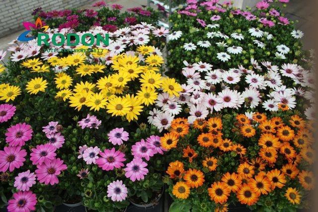 <h4>OSTEO SENORITAS MIXK</h4>