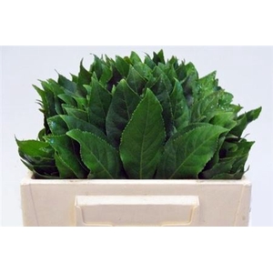 Aralia Ill In Doos