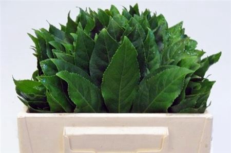 <h4>Aralia Ill In Doos</h4>