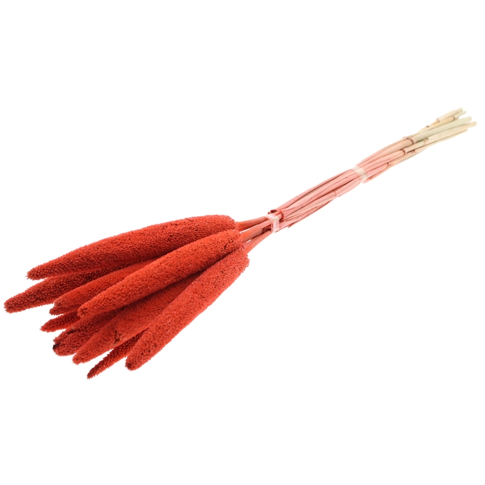 <h4>Babala on natural stem Coral</h4>