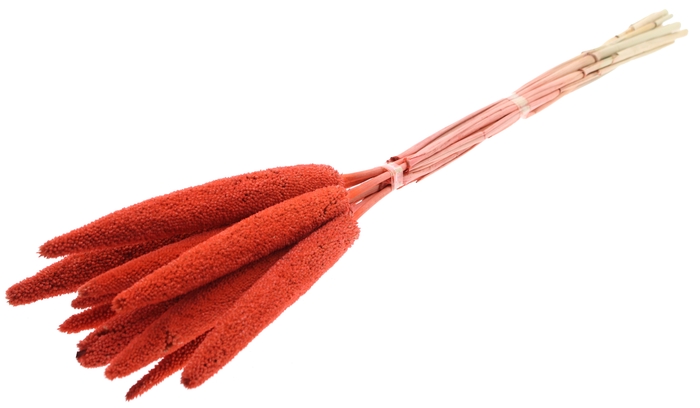 Babala on natural stem Coral