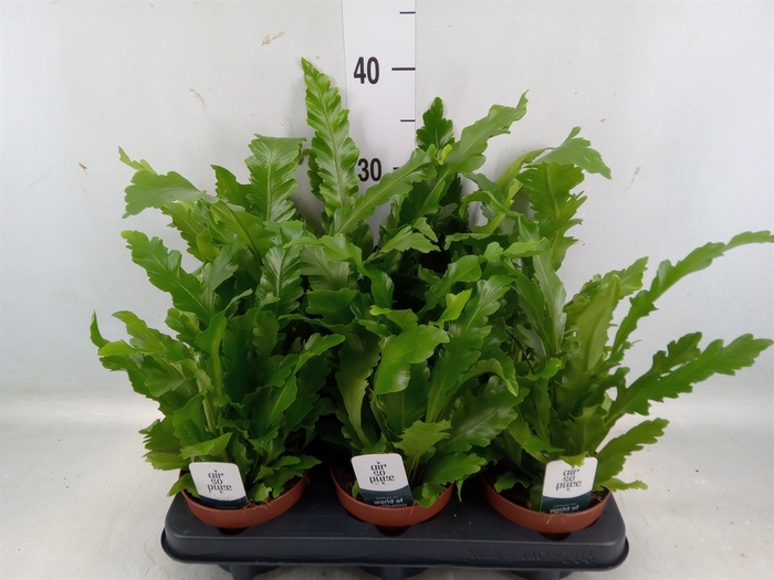 <h4>Asplenium nidus 'Campio'</h4>