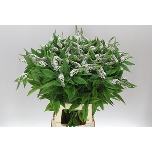 Lysimachia Clethroides