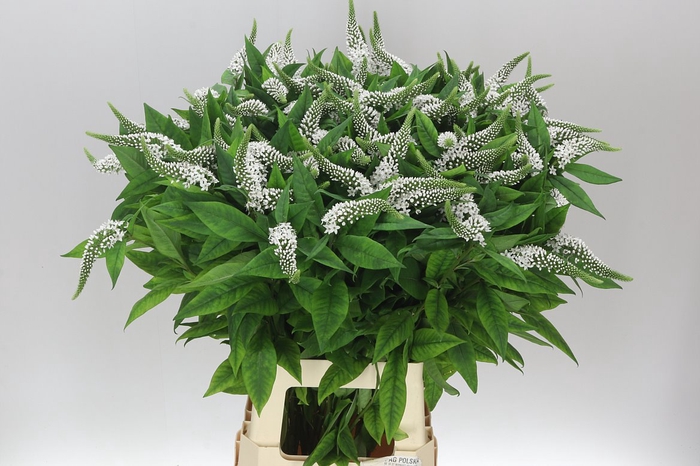 <h4>Lysimachia Clethroides</h4>