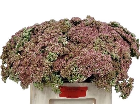 <h4>Sedum Spectabile</h4>