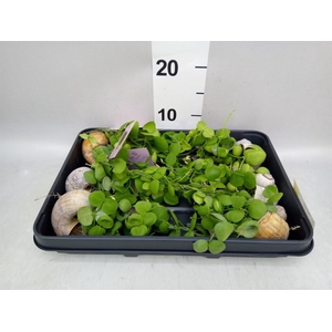 Arr.  Dischidia