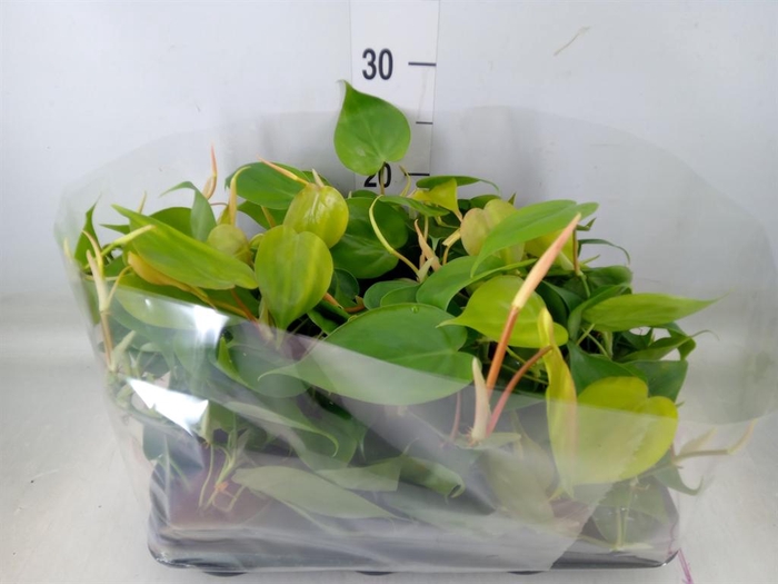 <h4>Philodendron scand.</h4>