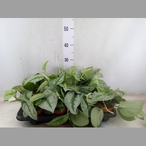 Scindapsus pictus 'Trebie'
